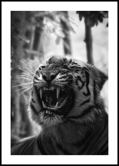 Angry Tiger Plakat Plakat / 70x100cm Angry Tiger Plakat Plakat / 70x100cm