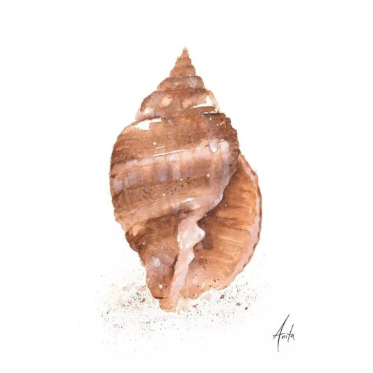 Nordicwild Kunsttrykk Skjell EO 30x40cm Akvarellpapir