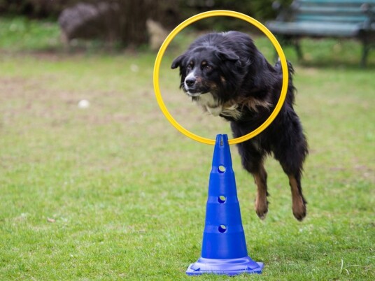 Ring Agility Modul 40Cm Ring Agility Modul 40Cm