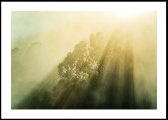 Foggy Woods III Plakat / 40x50cm