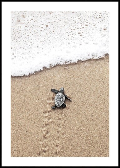 Baby Turtle Meets the Sea Plakat Plakat / 100x150cm Baby Turtle Meets the Sea Plakat Plakat / 100x150cm