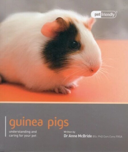Guinea Pig - Pet Friendly Av Anne Mcbride Guinea Pig - Pet Friendly Av Anne Mcbride