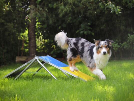 Procyon Agility Vippe Og Møne Procyon Agility Vippe Og Møne