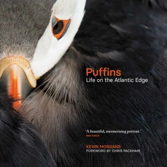 Puffins Av Kevin Morgans