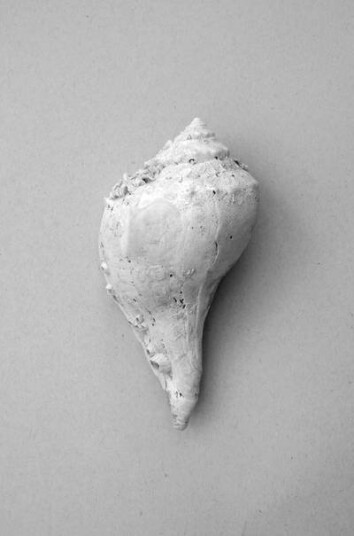 Malerifabrikken Poster Shell 1713372-01-118