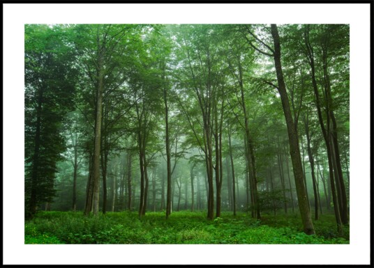 Enchanted Forest Mist Plakat / 100x150