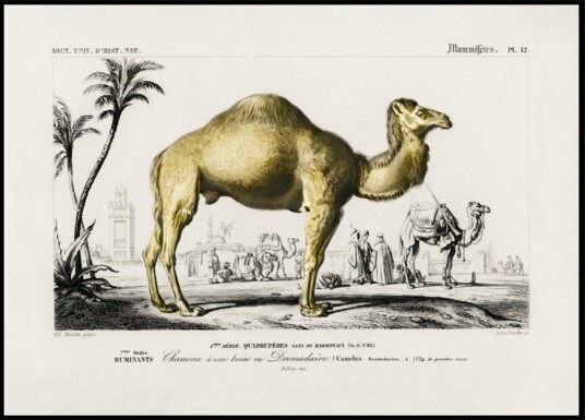 Camel camelus Plakat / 70x100