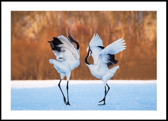 The dance of love Poster Plakat / 100x150cm The dance of love Poster Plakat / 100x150cm