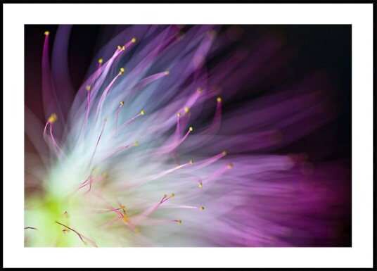 The Will o the Wisp Plakat / 70x100cm The Will o the Wisp Plakat / 70x100cm