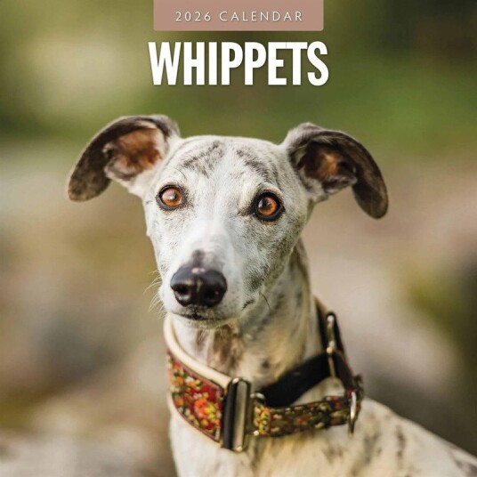Whippets 2026 Square Wall Calendar Whippets 2026 Square Wall Calendar