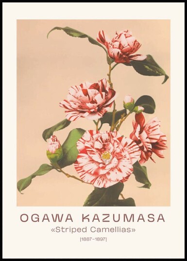 Ogawa Kazumasa Striped Camellias Plakat Plakat / 21x30cm