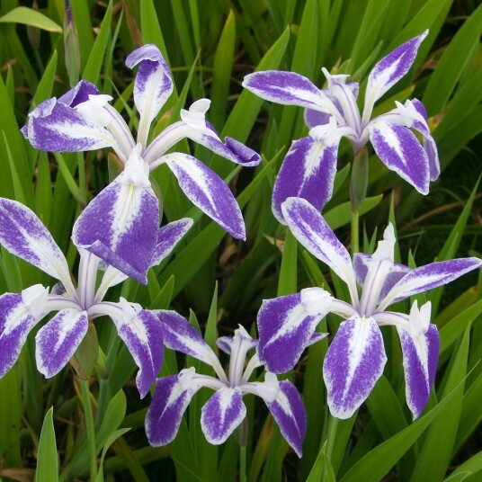 Sumpplante "Iris laevigata mottled beauty"