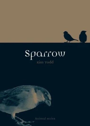 Sparrow Av Kim Todd