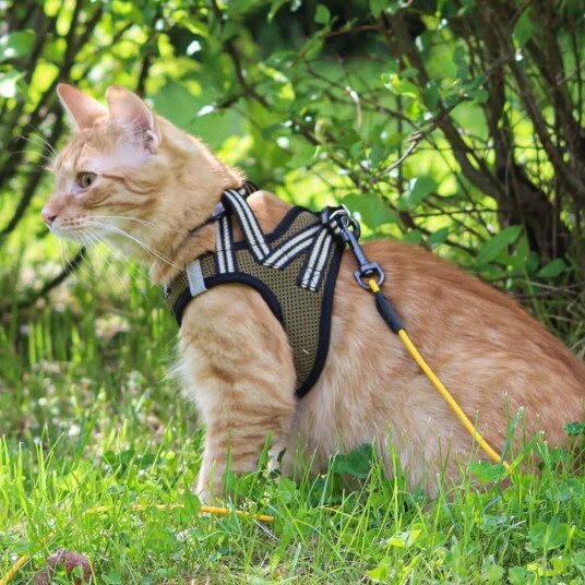 Basic Cat Sporty Kattsele Beige (L)