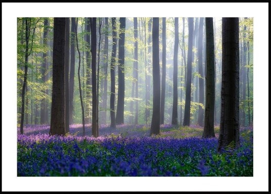 Bluebells Plakat Plakat / 100x150cm Bluebells Plakat Plakat / 100x150cm