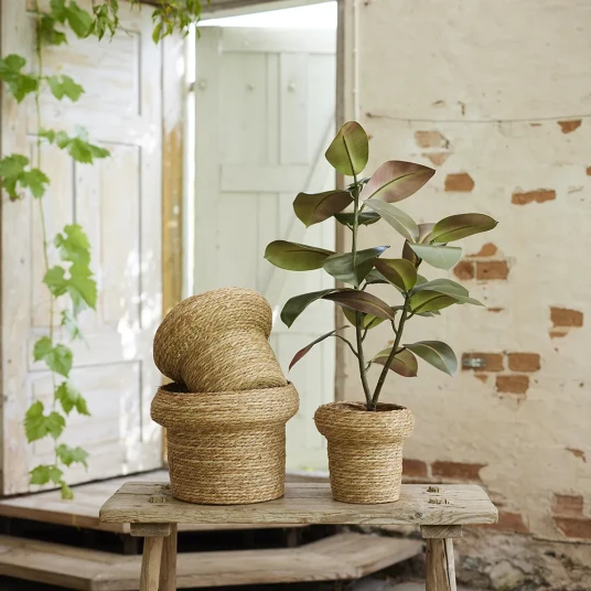 Mr Plant Fiken Elastica 120 cm Mr Plant Fiken Elastica 120 cm