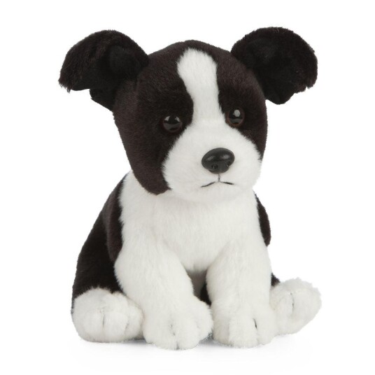 Hund Bamse Border Collie Valp | Living Nature