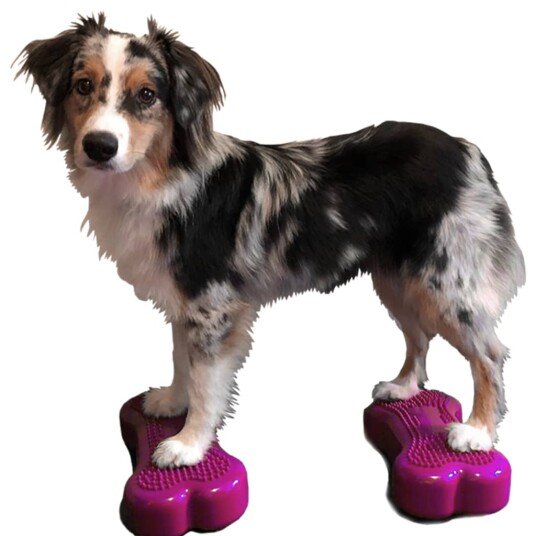Fitpaws Balanseplattform For Kjæledyr Mini K9Fitbone 2Stk 29X16.5X6 cm Fitpaws Balanseplattform For Kjæledyr Mini K9Fitbone 2Stk 29X16.5X6 cm