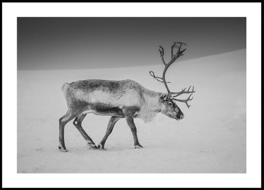 Alone in the Arctic wasteland Plakat Plakat / 40x50cm
