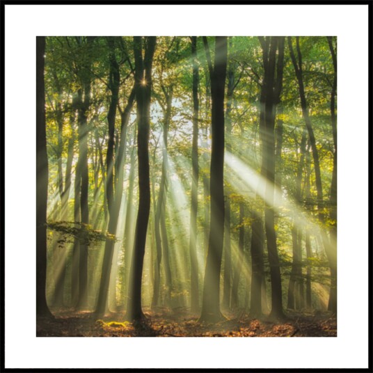 Misty Morning Sunlit Forest Plakat / 50x50 Misty Morning Sunlit Forest Plakat / 50x50