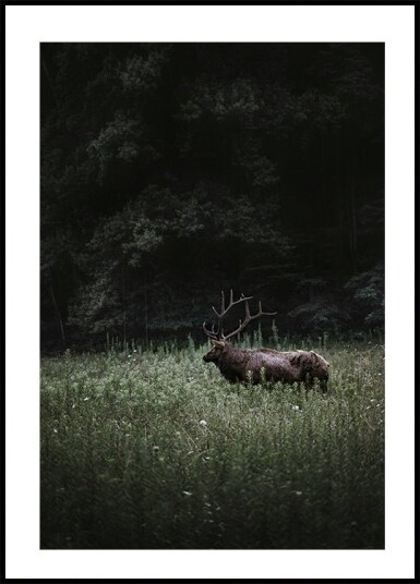 Deer in Nature Plakat Plakat / 50x70cm