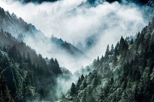 Canvasbilde print MistyForest 88x012 cm