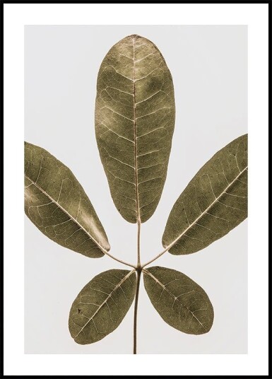 Five Leaf Harmony Plakat / 30x40cm