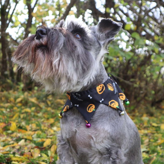 Halloween Bandana Med Bjeller Svart
