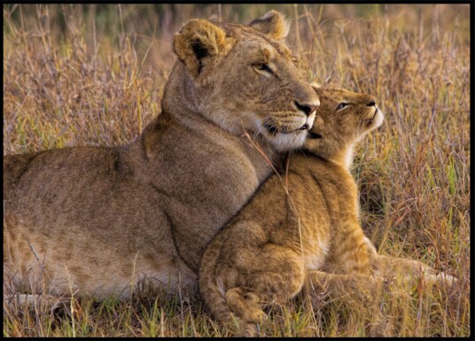 Tender Lioness Cub Plakat / 40x50 Tender Lioness Cub Plakat / 40x50