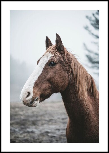 Brown Horse Plakat Plakat / 40x50cm