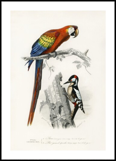 Birds II Plakat / 70x100 Birds II Plakat / 70x100