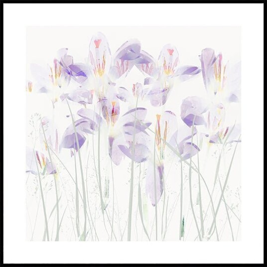 Nel Talen Crocuses in the grass Plakat Plakat / 70x70cm 