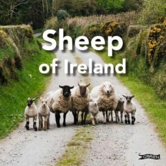 Sheep of Ireland av Sarah O'Connor Sheep of Ireland av Sarah O'Connor