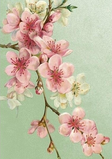 Skona Ting Invitasjonskort St471 B6 + Konvolutt Kirsebærblomster Skona Ting Invitasjonskort St471 B6 + Konvolutt Kirsebærblomster