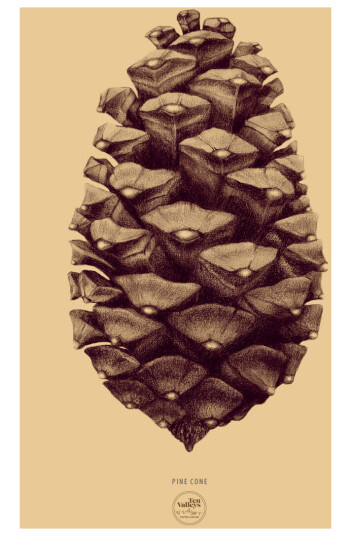 Okker kogle av Ten Valleys Okker kogle av Ten Valleys