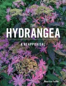 The Hydrangea  A Reappraisal