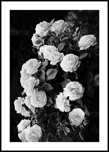 Rose Bush Plakat Plakat / 100x150cm Rose Bush Plakat Plakat / 100x150cm