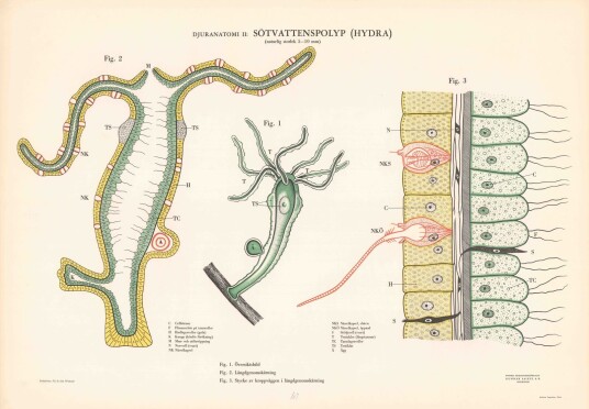 Plakat Hydra Anatomi