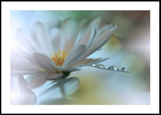 Light touch... Plakat / 50x70cm