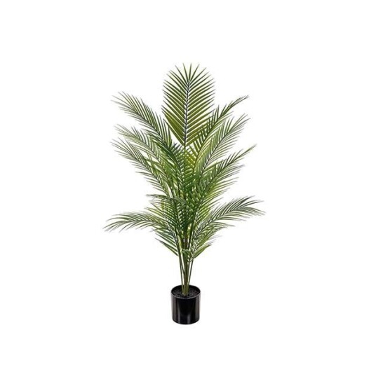Mr Plant Bergspalm 3113 110 Mr Plant Bergspalm 3113 110