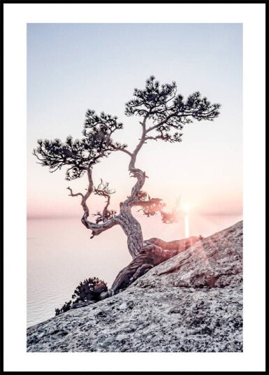 Morning Sun Plakat Plakat / 70x100cm
