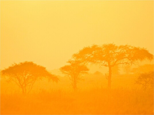 Fototapet Orange Savanna 350x270 - Artgeist sp. z o. o.