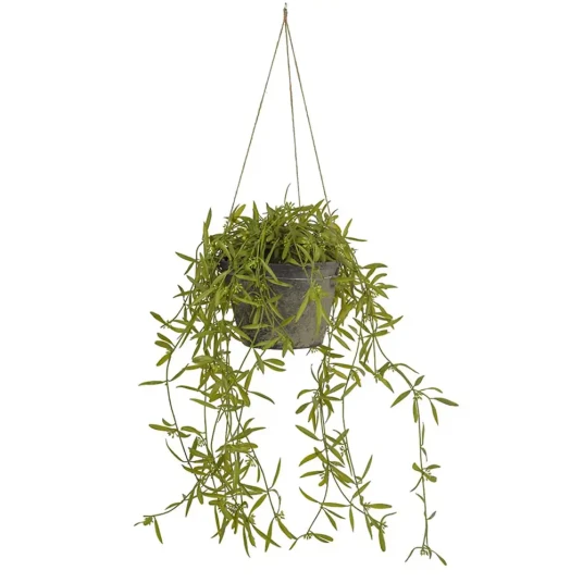 Mr Plant Hoya Hengeplante 25 cm Mr Plant Hoya Hengeplante 25 cm