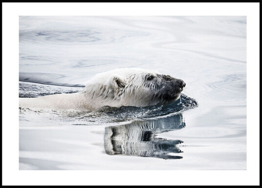 Polar Bear Swimming Plakat Plakat / 40x50cm Polar Bear Swimming Plakat Plakat / 40x50cm