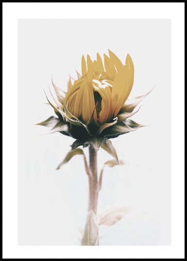Yellow Sunflower Plakat Plakat / 21x30cm