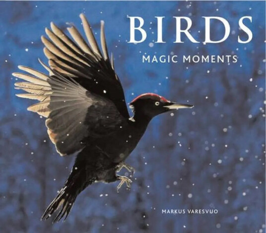 Birds Magic Moments