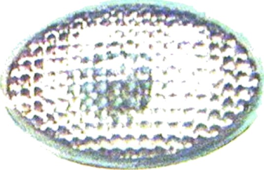 DIEDERICHS 1812077 Blinklys