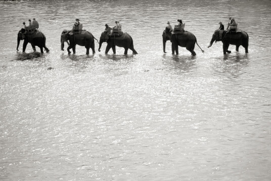 Elephant Ride av Julie Aucoin