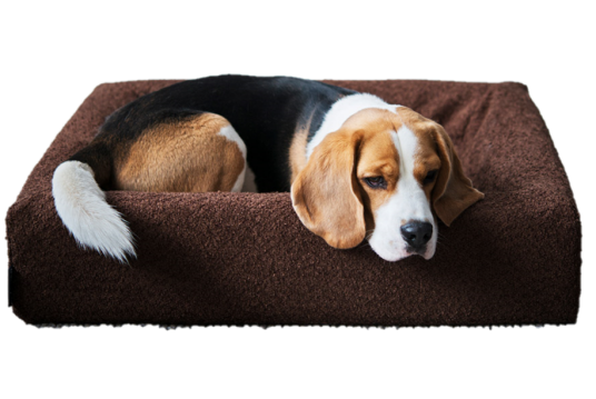 Biabed Hundeseng Premium Bouclé 80x100x15cm Brun