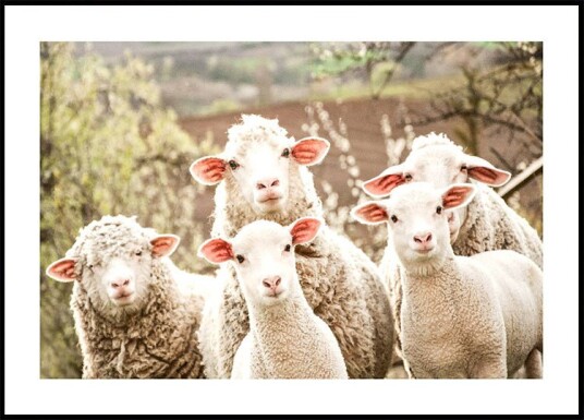 Flock of Sheep Plakat Plakat / 30x40cm